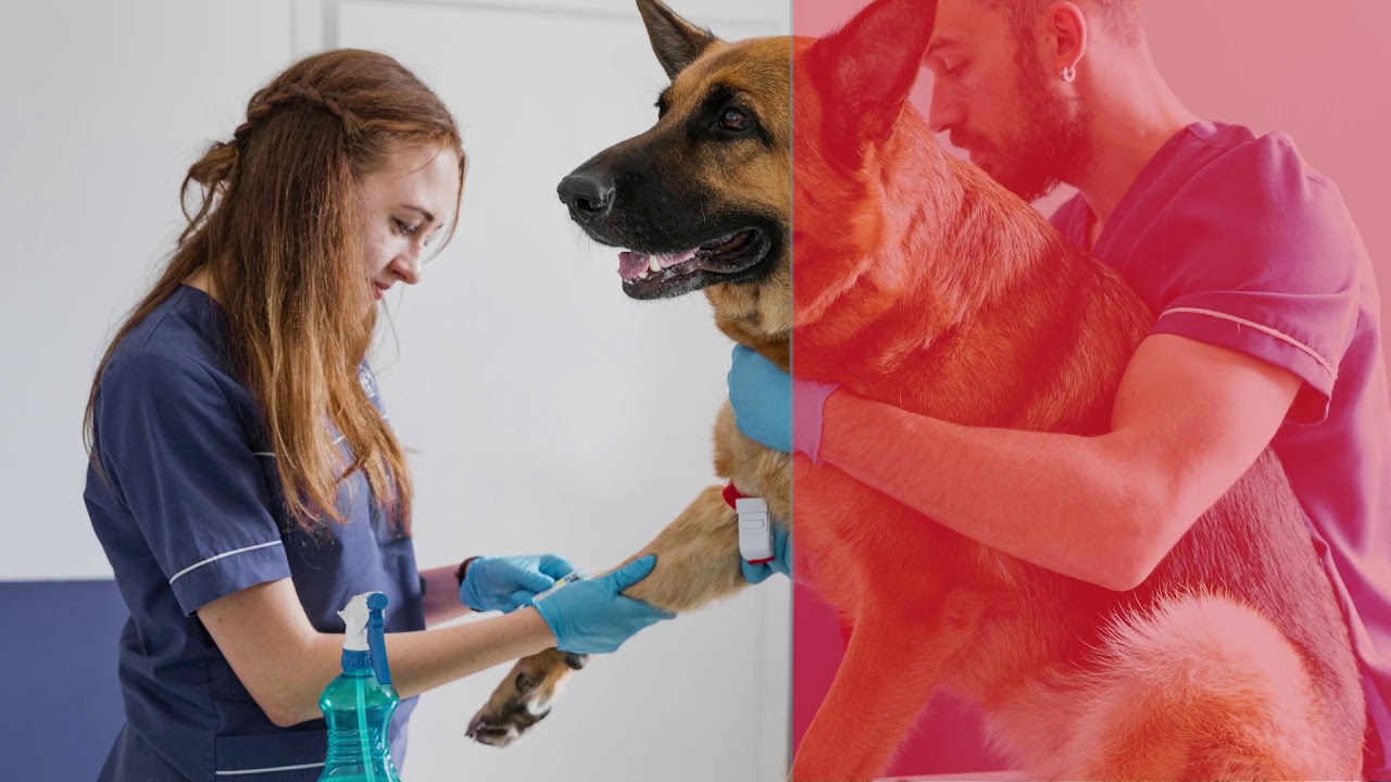Perfil del egresado de Medicina Veterinaria: ¡Imprescindible!