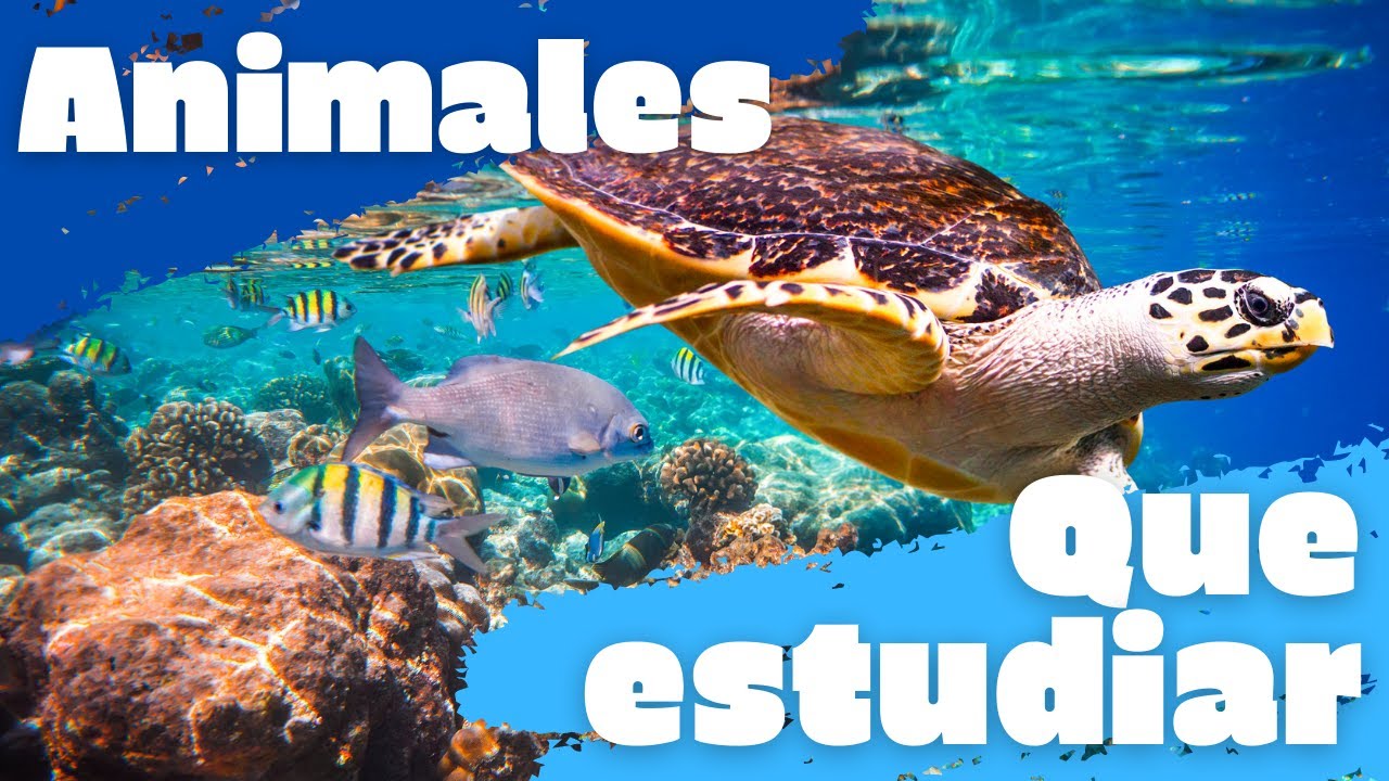 Profesión de cuidar animales