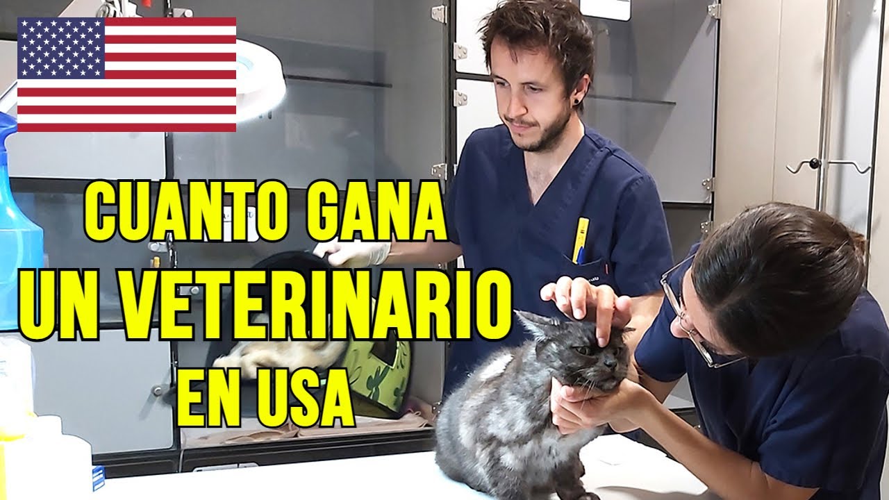 Universidades en Estados Unidos para estudiar veterinaria
