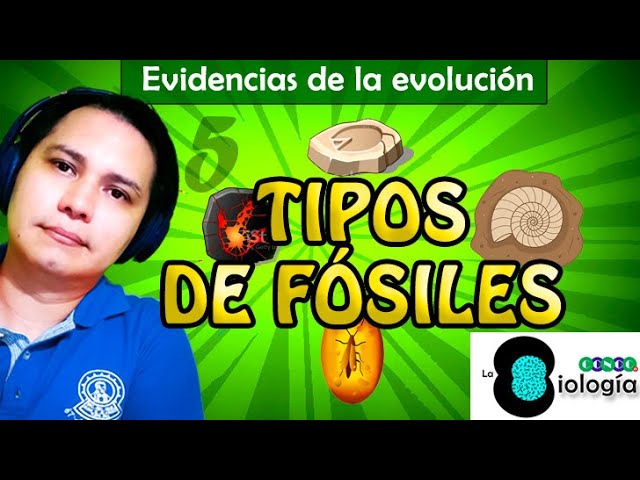 ¿Cuál es el nombre de los expertos en fósiles?