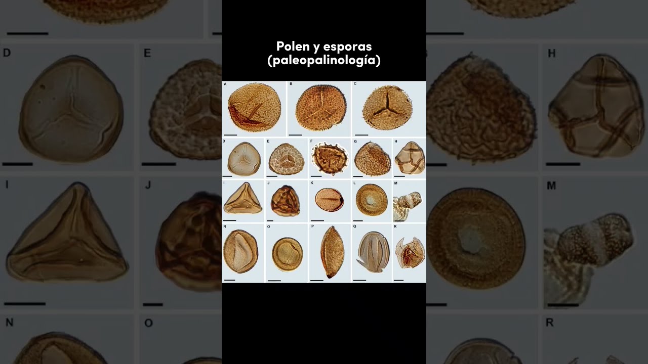 Área de estudio de la paleobotánica: Descúbrela