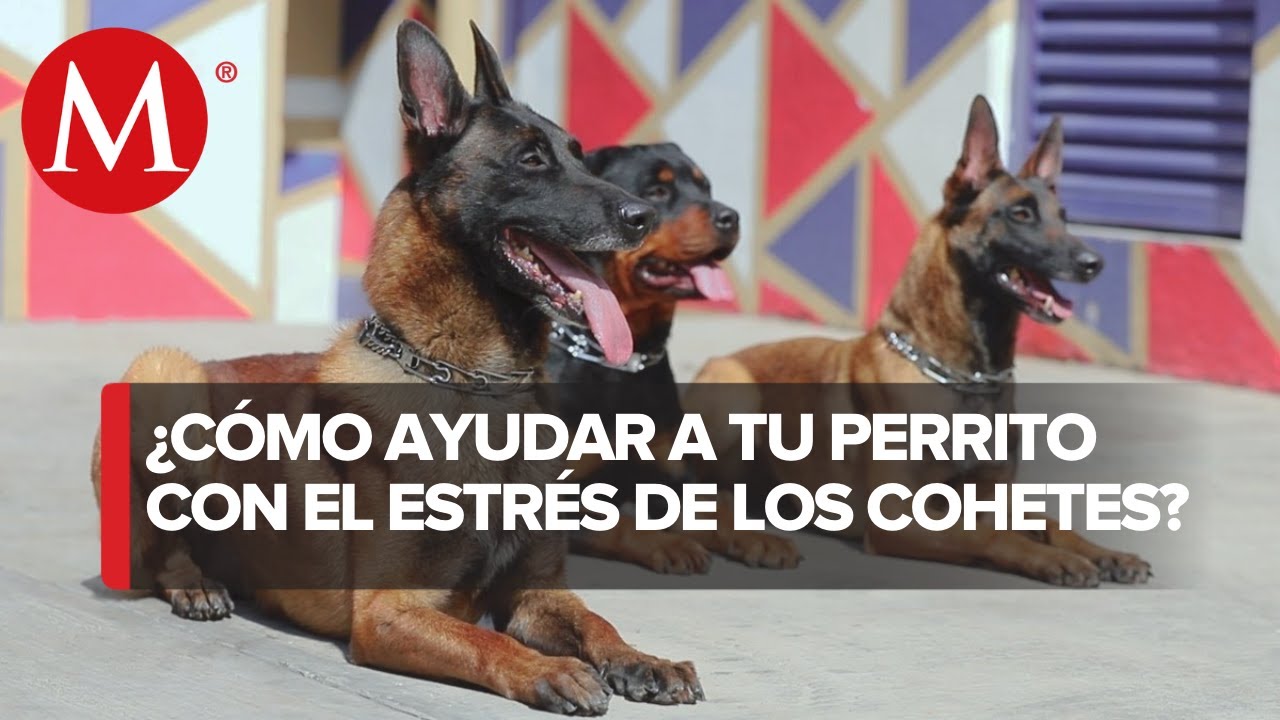Centros de rehabilitación para perros en México: una guía completa