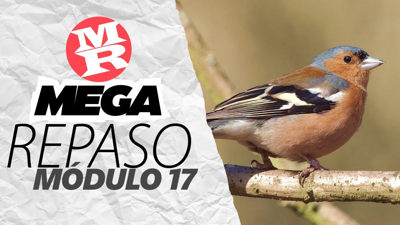Consulta las respuestas del examen módulo 17 de Prepa Abierta