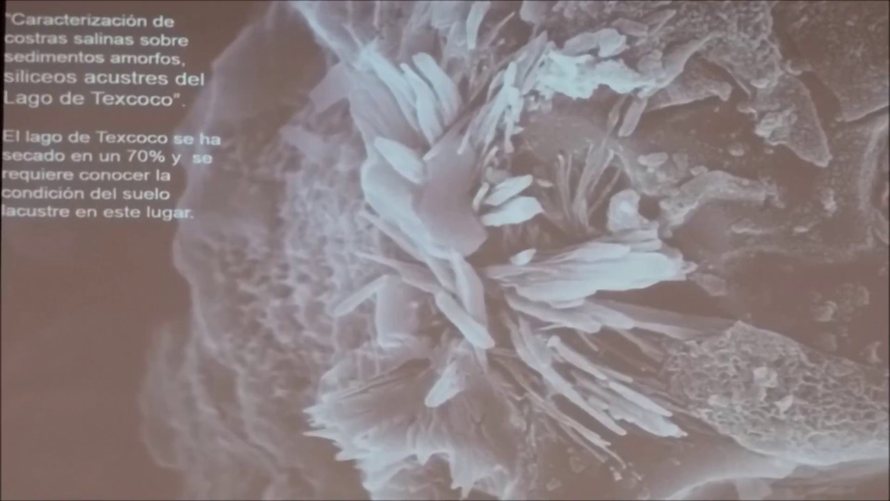 Estudia en el Colegio de Postgraduados en Ciencias Agrícolas