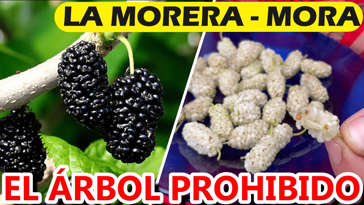 Nombre del árbol de la mora