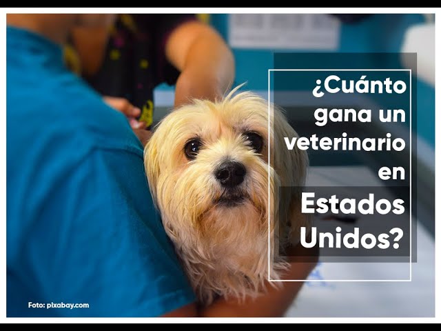 Salario promedio de veterinario en EE.UU