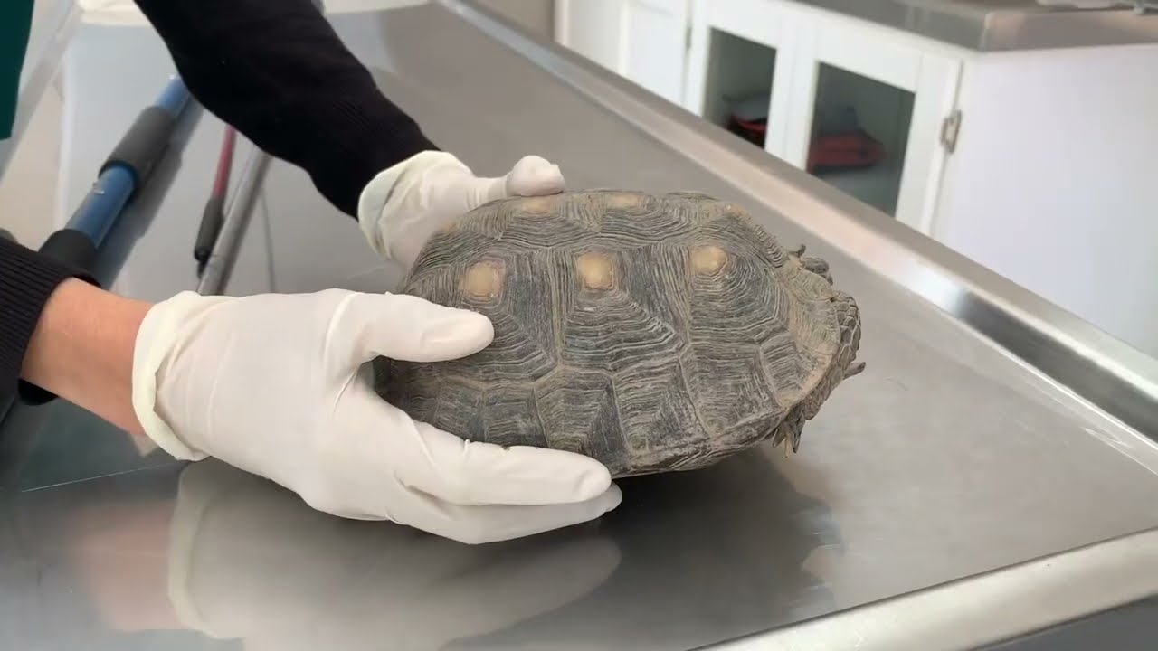 Escuela de veterinaria en Saltillo Coahuila: ¡Cuida a los animales en Saltillo!
