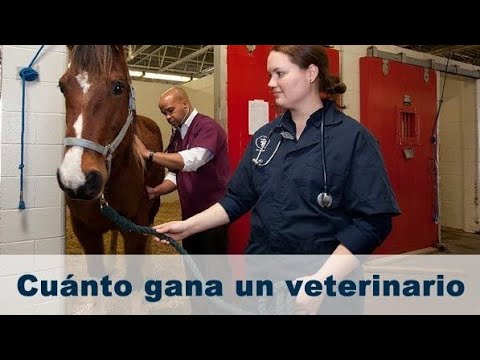 Salario de un veterinario en México