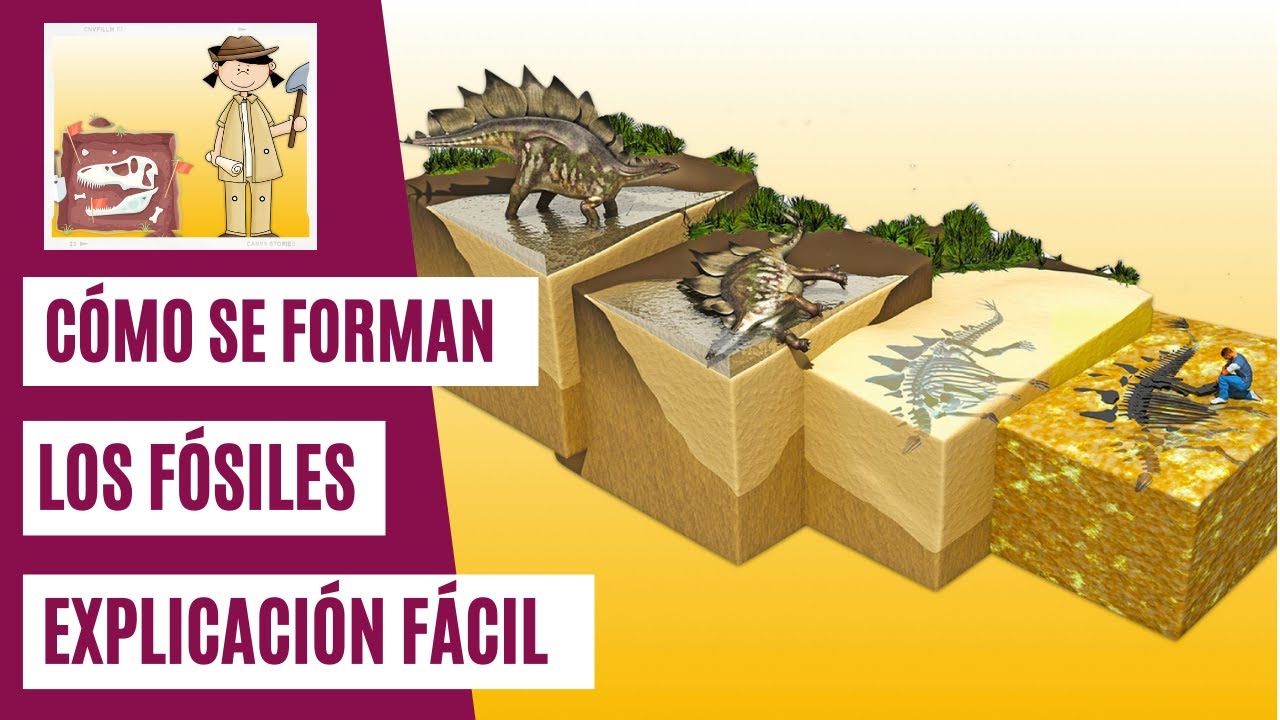 Tres formas de formación de fósiles