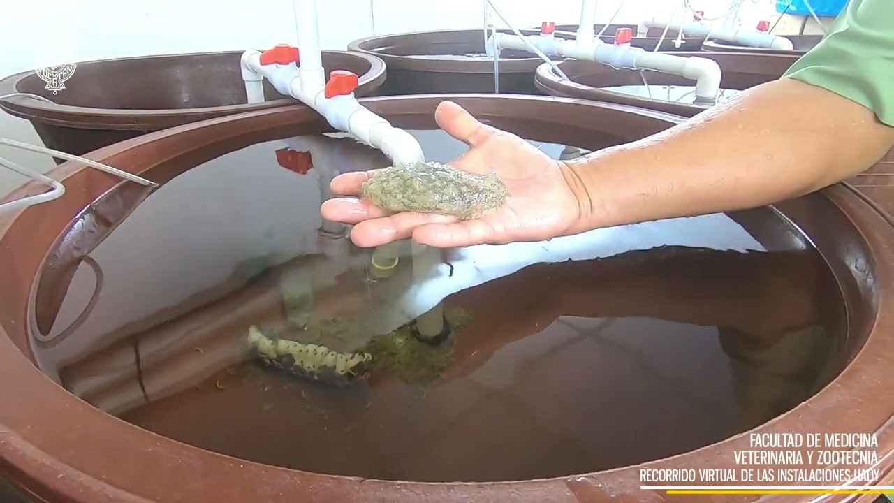 Veterinaria en Mérida Yucatán: ¿Dónde estudiar?