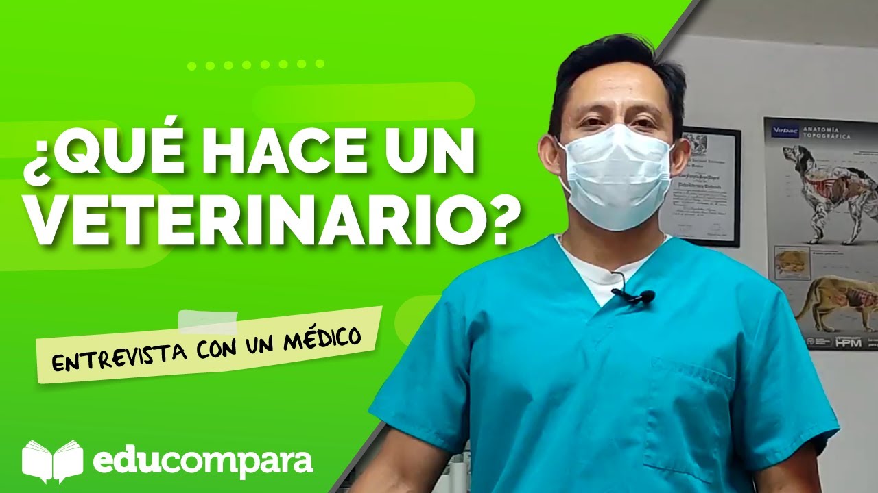¿Qué hace exactamente un veterinario? Descúbrelo aquí